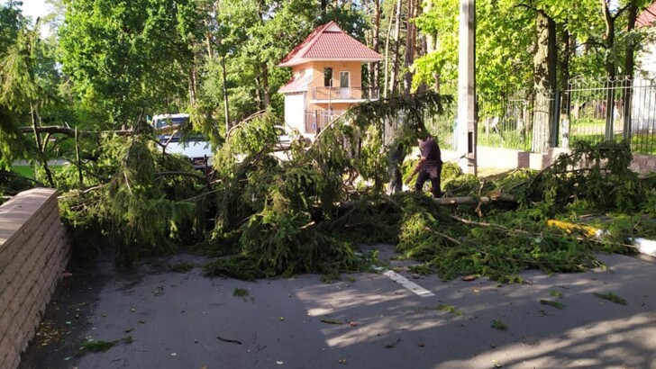 Поваленные после дождя и ветра деревья в Буче. Фото: facebook.com/bucharada.gov.ua
