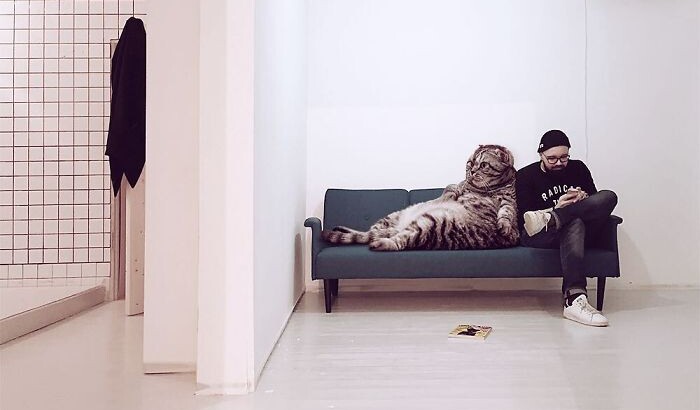 Художник представив світ з гігантськими кішками