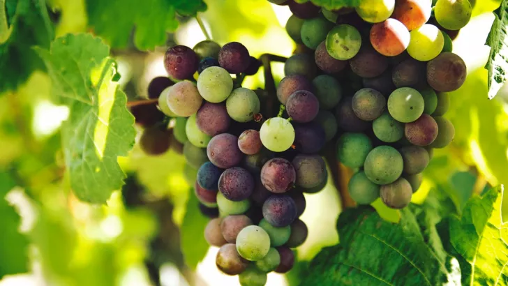 Хороший виноград не должен осыпаться с гроздей