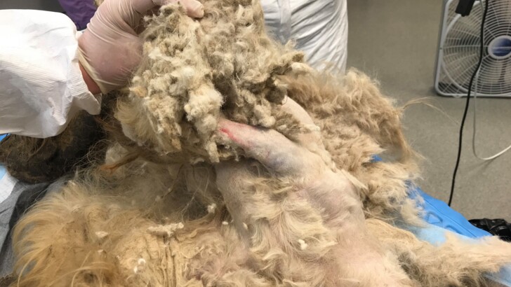 Ветеринары спасли ши-тцу по кличке Элли Мэй | Фото: facebook.com/NebraskaHumaneSociety