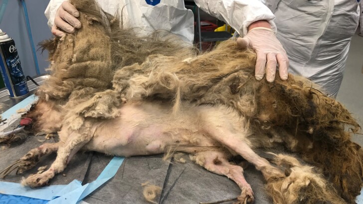 Ветеринары спасли ши-тцу по кличке Элли Мэй | Фото: facebook.com/NebraskaHumaneSociety