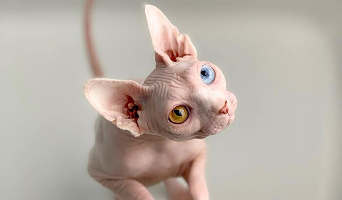 Коты породы сфинкс | Фото: reddit.com/r/SphynxCats