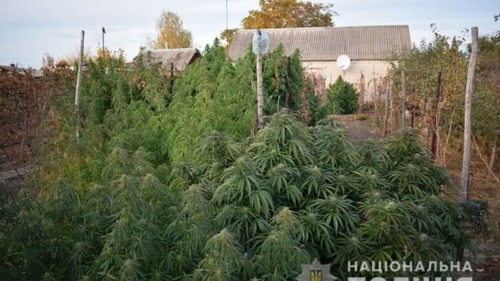 Украина посев конопли канаты из марихуаны