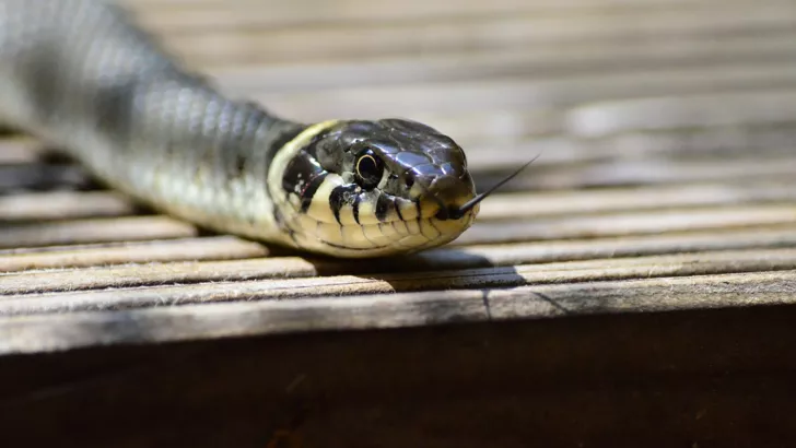 В Чернобыле показали фото редкой змеи