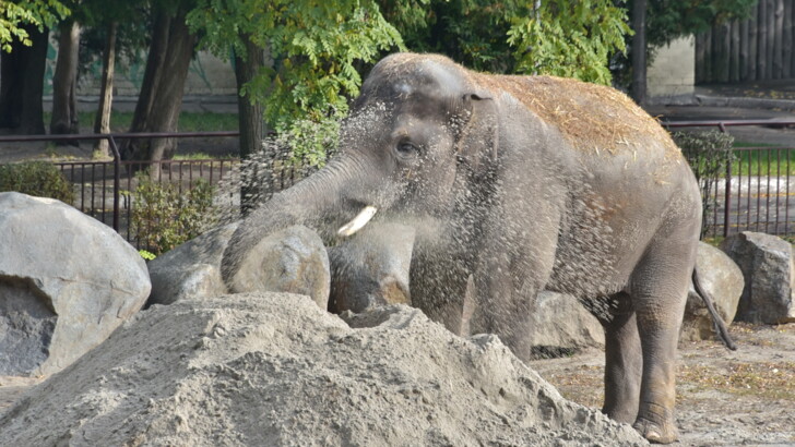 Фото: прес-служба Київського зоопарку