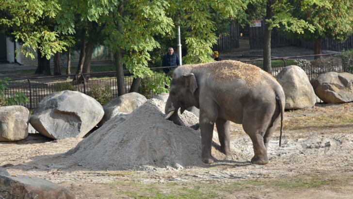 Фото: прес-служба Київського зоопарку