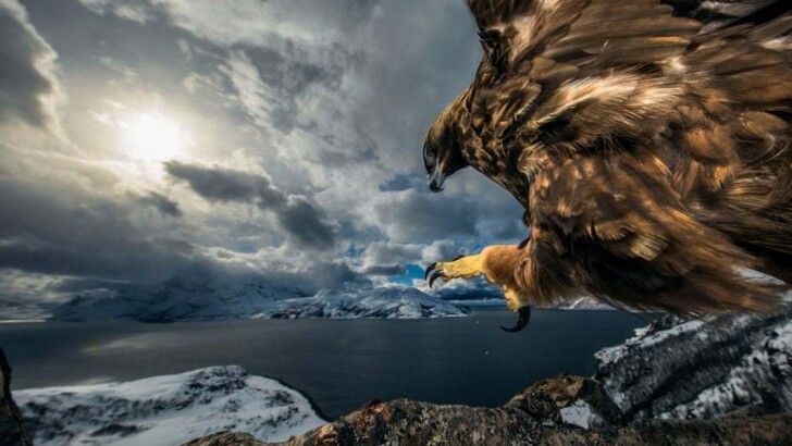 Победители конкурса Wildlife Photographer Of The Year | Фото: Wildlife Photographer Of The Year