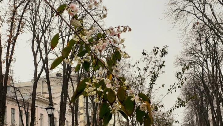Липский бульвар цветут сакуры осенью. Фото: КП УЗН Печерского района