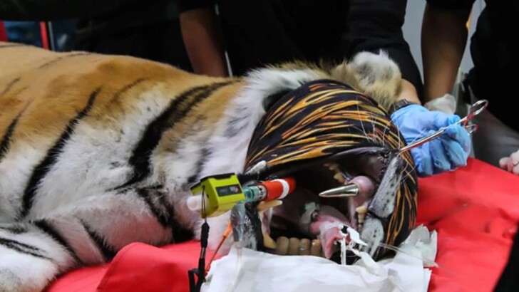 Тигрице Каре установили золотой клык | Фото: cen