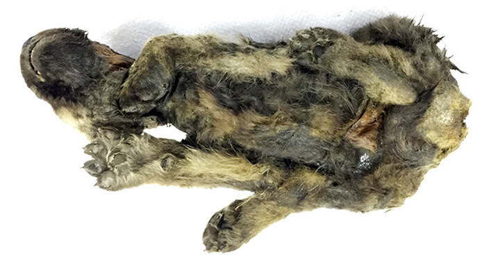 Ученые, возможно, нашли древнейшую собаку в мире | Фото: s-vfu