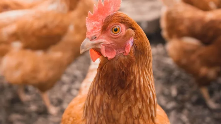 Найдена редчайшая четвероногая курица Фото: William Moreland / Unsplash