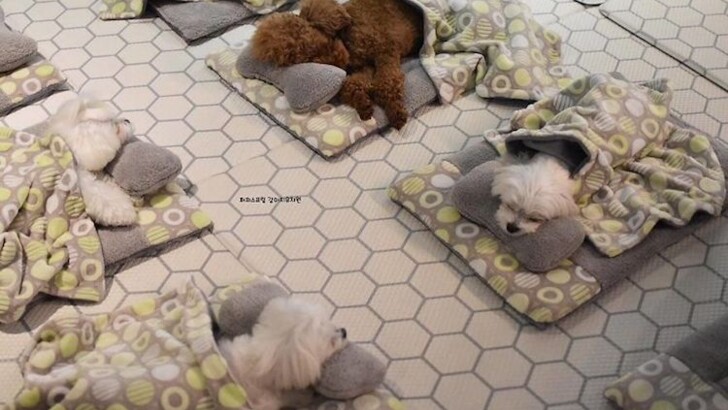 В сети показали детский сад для щенков | Фото: instagram.com/puppyspring