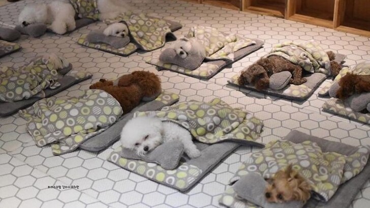 В сети показали детский сад для щенков | Фото: instagram.com/puppyspring