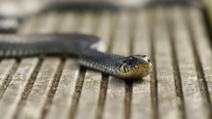 Через спеку змії стають більш агресивними