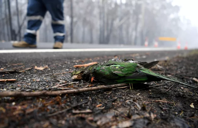 В лесных пожарах на Пятом континенте массово гибнут животные и птицы