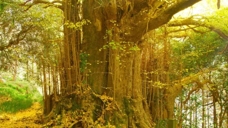 Дерево гинкго Фото: sciencemag