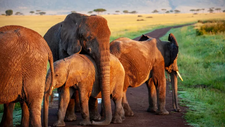 Погоня слона за отдыхающими попала на видео