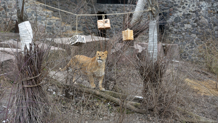 Фото: Киевский зоопарк