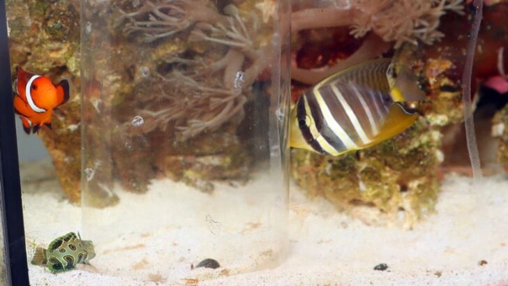 Уеслі Треворс знайшов в акваріумі равлика-конус | Фото: The Sun