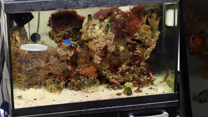Уэсли Треворс нашел в аквариуме улитку-конус | Фото: The Sun