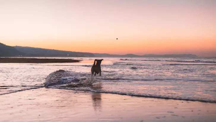 На пляже в США нашли загадочное безглазое существо Фото: Humphrey Muleba / Unsplash