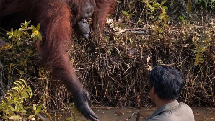 Орангутан в Индонезии спасал человека из реки Фото: instagram.com/anil_t_prabhakar