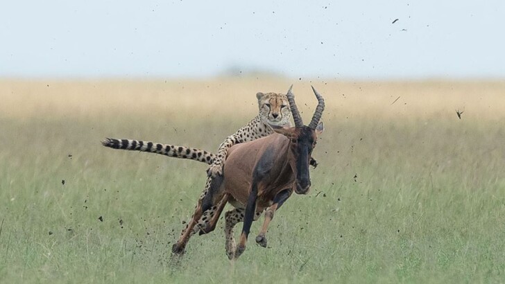 Гепард запрыгнул на антилопу и прокатился верхом | Фото: instagram.com/dickvanduijn