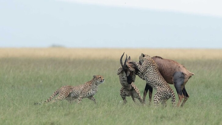 Гепард запрыгнул на антилопу и прокатился верхом | Фото: instagram.com/dickvanduijn