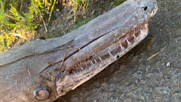 Загадочное существо вынесло на берег реки | Фото: walesonline