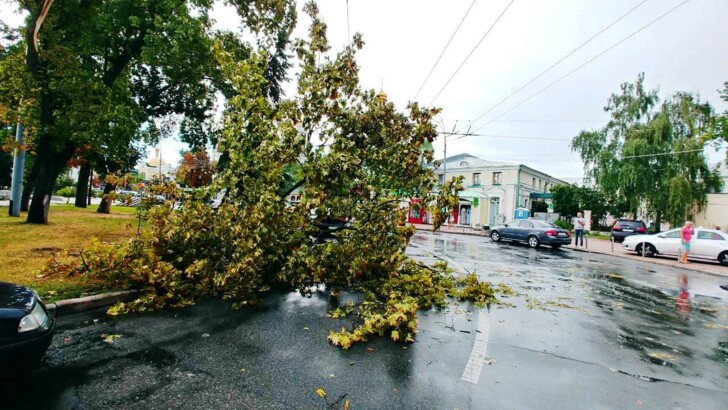 Фото: КО "Киевзеленстрой". Результаты трех бурь в Киеве в прошлом году