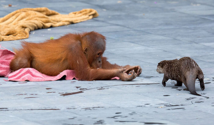 Орангутанги подружились с выдрами | Фото: catersnews