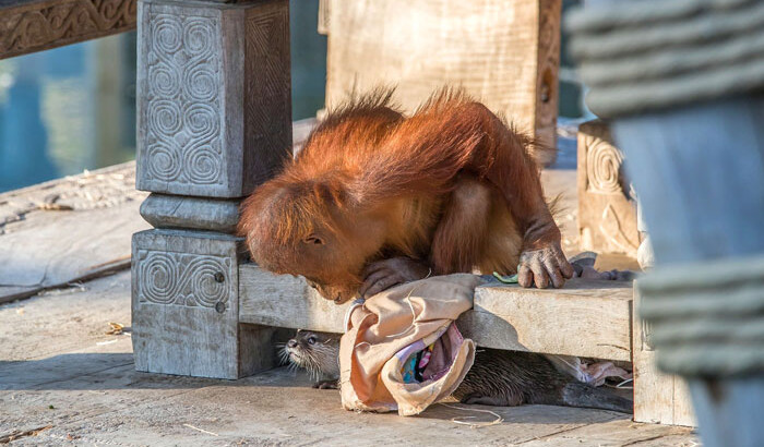 Орангутанги подружились с выдрами | Фото: catersnews