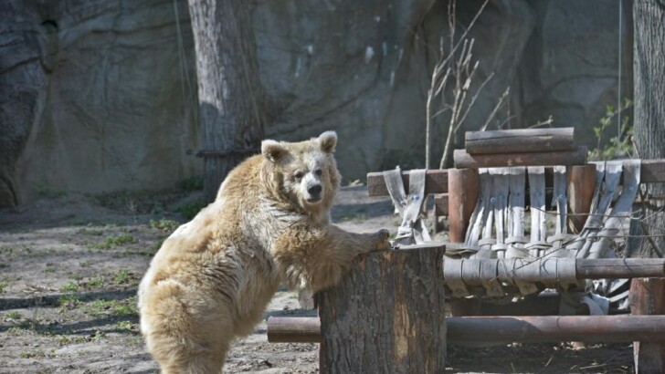 Фото: Киевский зоопарк