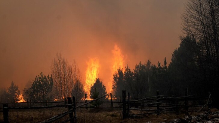 В Житомирской области бушуют лесные пожары | Фото: Facebook