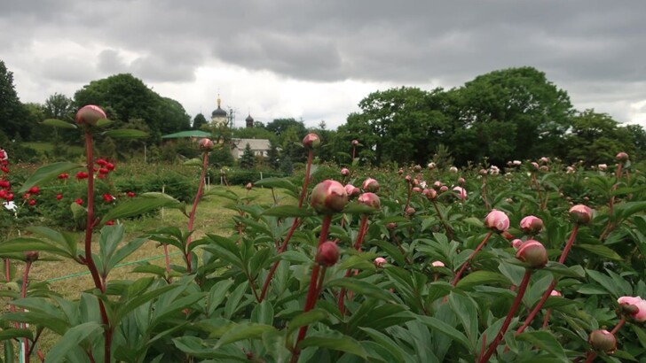 Фото: Ботанический сад им. Гришко