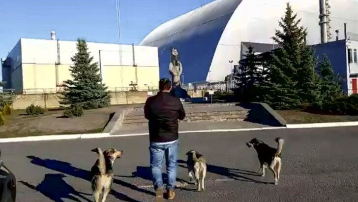 Собак в Чорнобилі показують онлайн на Airbnb за 42 фунтів стерлінгів