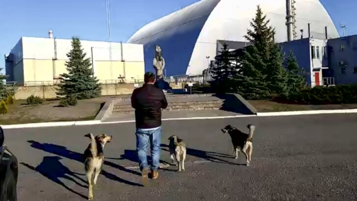 Собак в Чернобыле показывают онлайн на Airbnb за 42 фунтов стерлингов | Фото: Airbnb