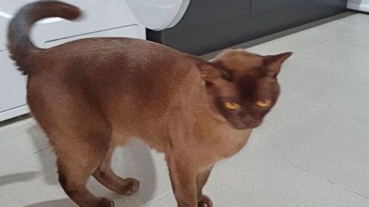 Кіт на прізвисько Оскар вижив після прання в машинці