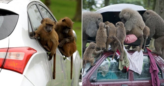 Бабуины c ножами и цепными пилами напали на автомобили в сафари-парке | Фото: Knowsley Safari Park