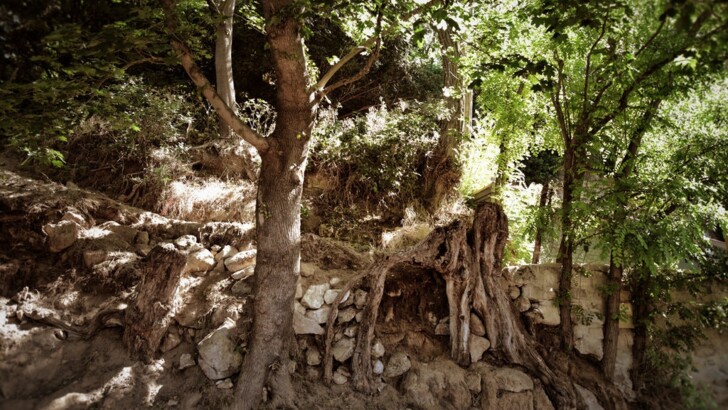 Во Франции нашли место, где Ван Гог написал "Корни деревьев" | Фото: Arthenon