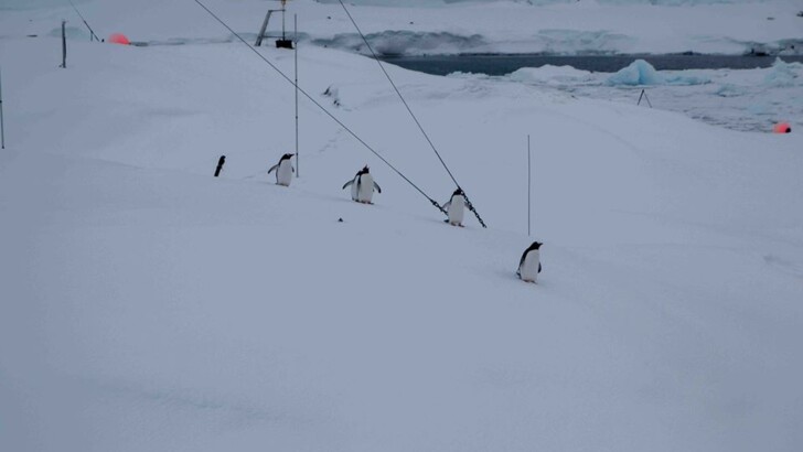  | Фото: facebook.com/AntarcticCenter