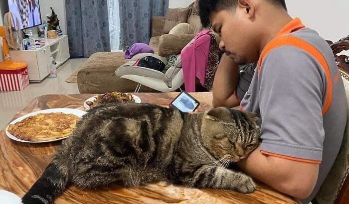 Кіт на прізвисько Джарвіс обожнює свого господаря