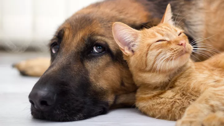 Як евакуюватися зі собакою чи котом