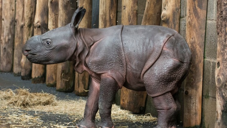У сафарі-парку "Вест-Мідленд" народилося дитинча індійського носорога