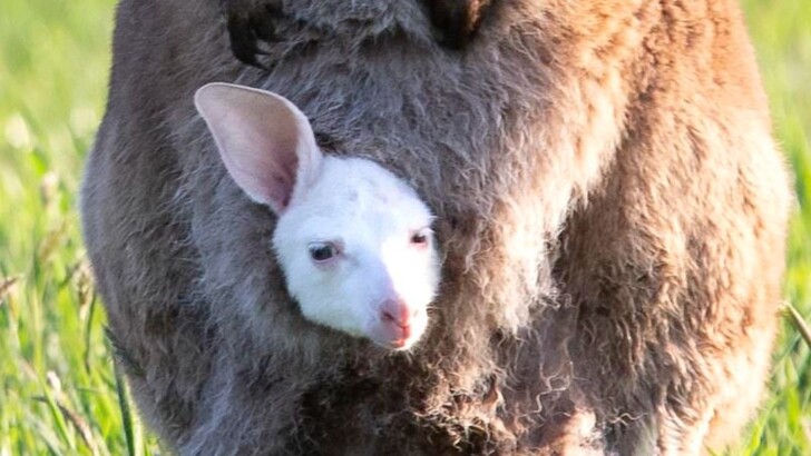 В Австралії народилося кенгурятко-альбінос