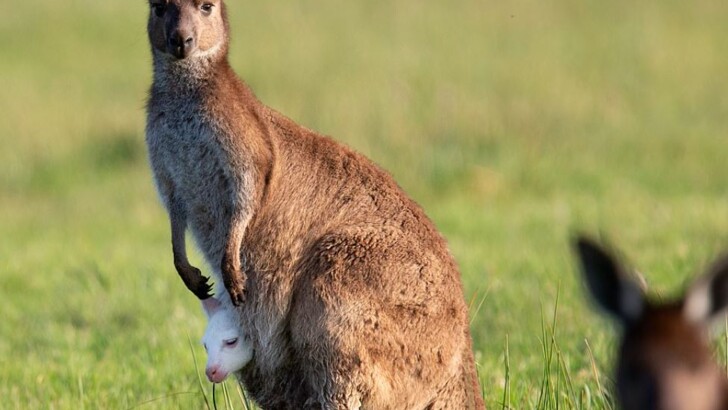 В Австралії народилося кенгурятко-альбінос