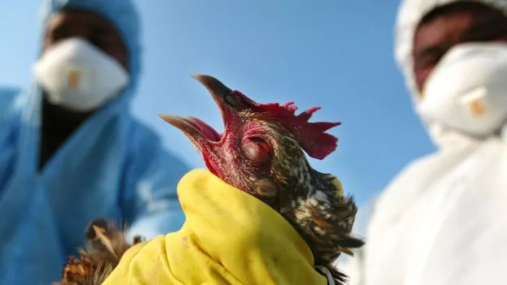 Китайские ученые опасаются пандемии птичьего гриппа