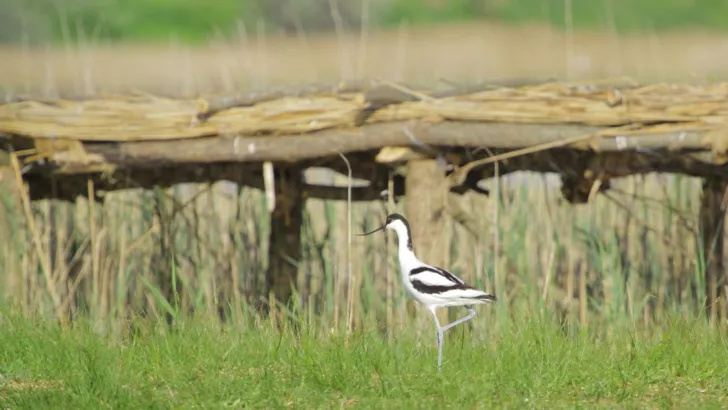 Чоботар - мешканець Острова птахів у регіональному ландшафтному парку "Тилігульський"