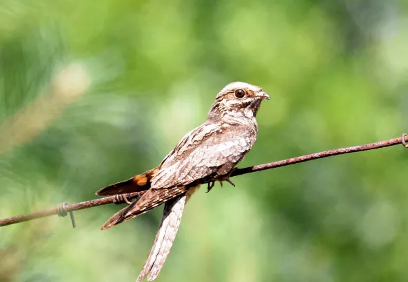 Рідкісний птах - дрімлюга. Фото: Чорнобильський Радіаційно-екологічний Біосферний Заповідник / Facebook