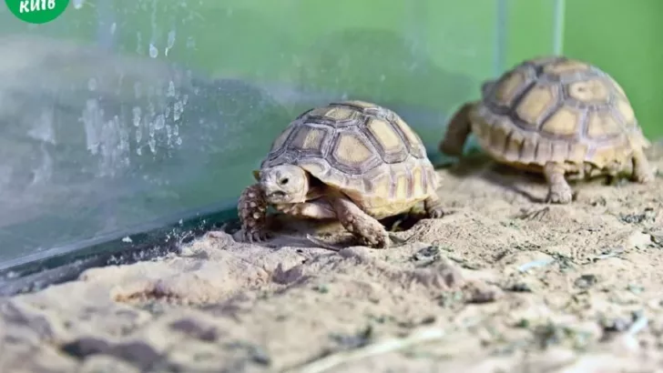 Черепахи Чебурек і Матильда. Фото: Київзоо